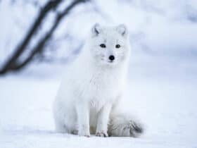 Arctic Fox behavior