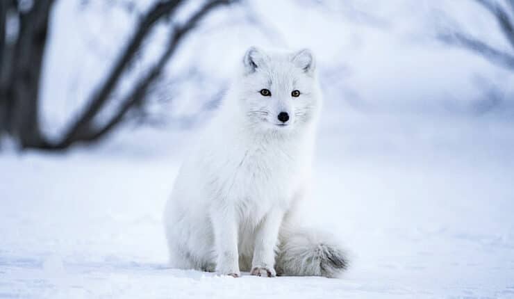 Arctic Fox behavior