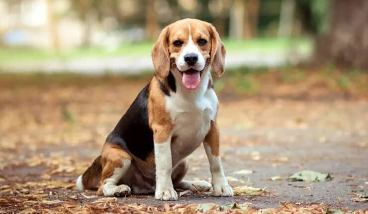 Beagle breed characteristics