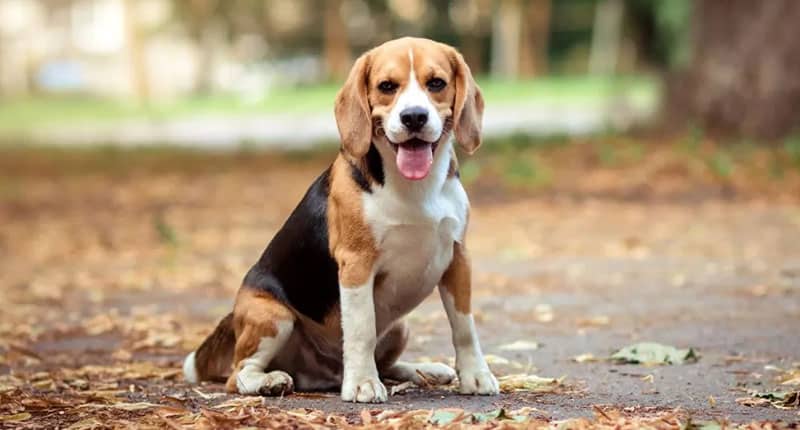 Beagle breed characteristics